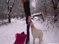 Outdoor dog sex on the snow